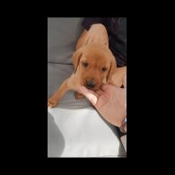 Labrador Retriever - Both