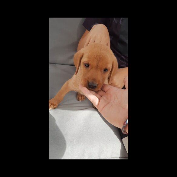 Labrador Retriever - Both