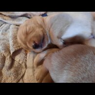 Labrador Retriever - Both