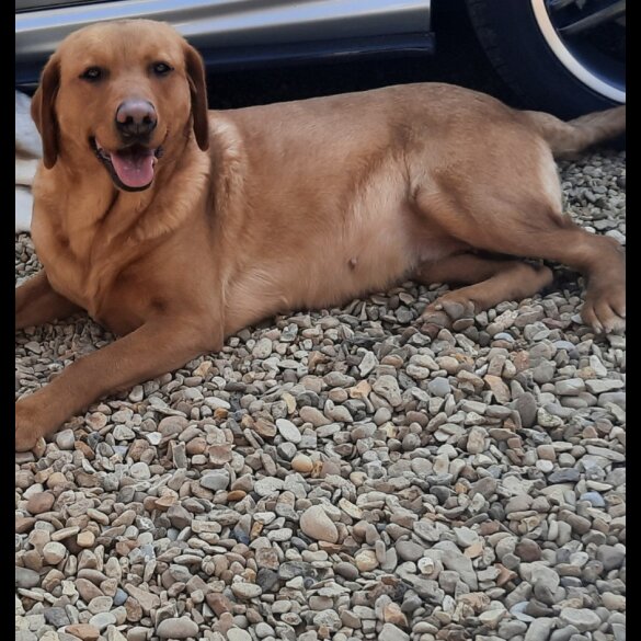 Labrador Retriever - Both