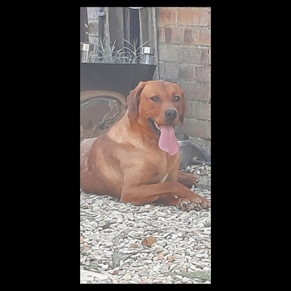 Labrador Retriever - Both