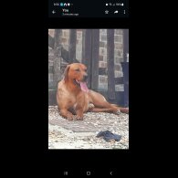 Labrador Retriever - Both