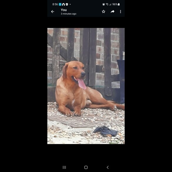 Labrador Retriever - Both