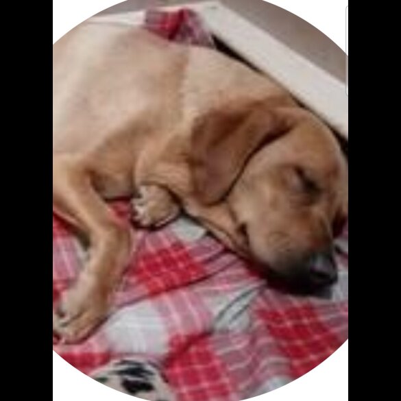 Labrador Retriever - Both
