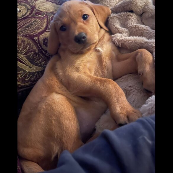 Labrador Retriever - Both
