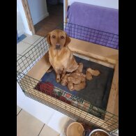 Labrador Retriever - Both