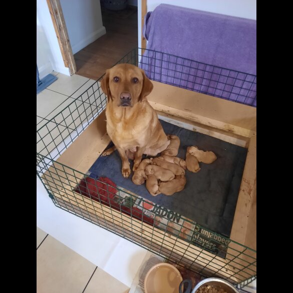 Labrador Retriever - Both