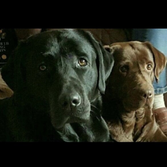 Labrador Retriever - Both