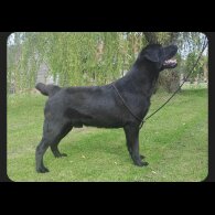 Labrador Retriever - Both