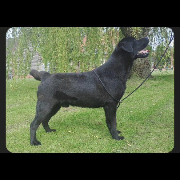 Labrador Retriever - Both