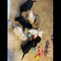 Labrador Retriever - Both