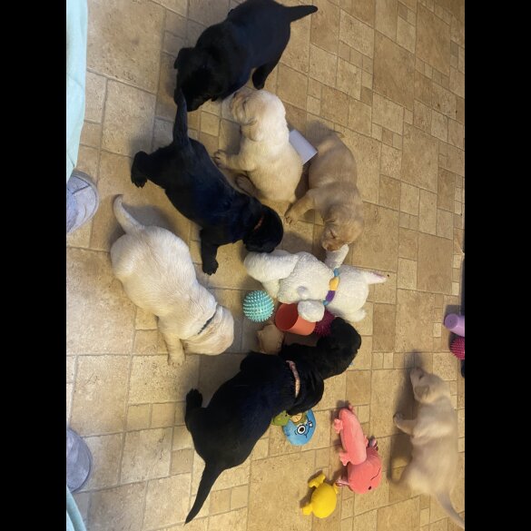 Labrador Retriever - Both