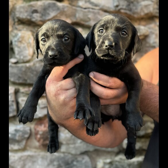 Labrador Retriever - Both