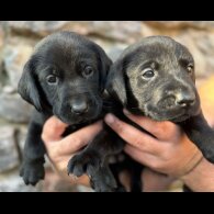 Labrador Retriever - Both