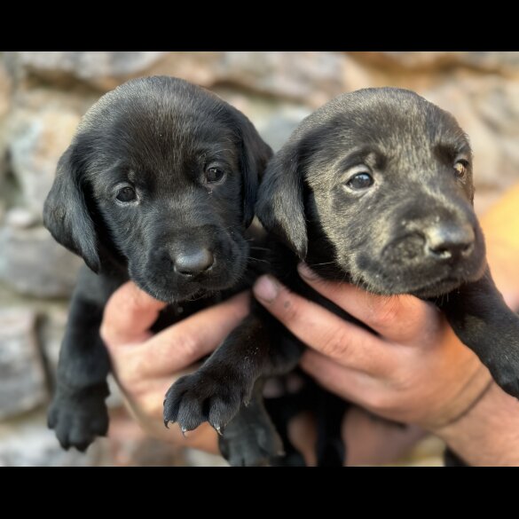 Labrador Retriever - Both