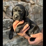 Labrador Retriever - Both