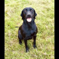Labrador Retriever - Both