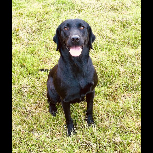Labrador Retriever - Both