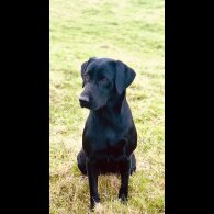Labrador Retriever - Both