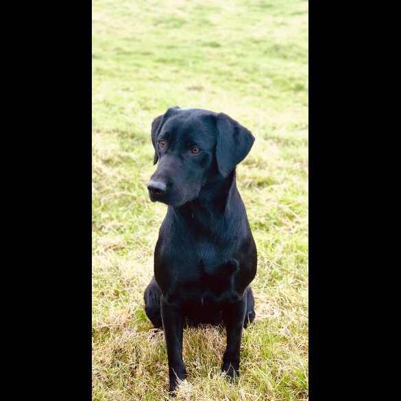 Labrador Retriever - Both
