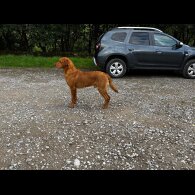Labrador Retriever - Both