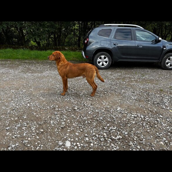 Labrador Retriever - Both