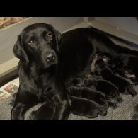 Labrador Retriever - Both