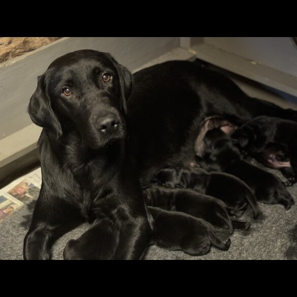 Labrador Retriever - Both