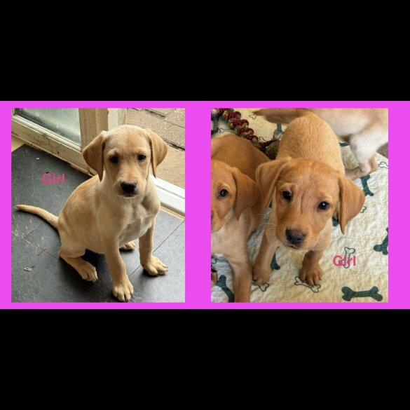 Labrador Retriever - Both