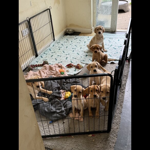 Labrador Retriever - Both