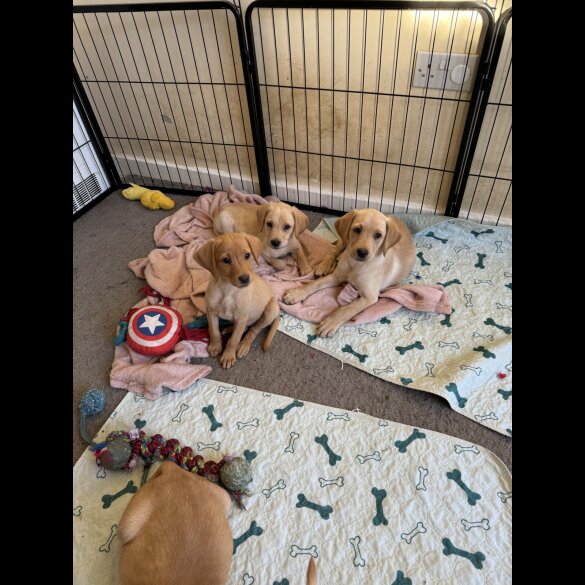 Labrador Retriever - Both