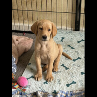 Labrador Retriever - Both