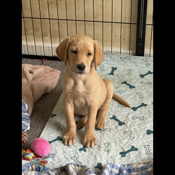 Labrador Retriever - Both