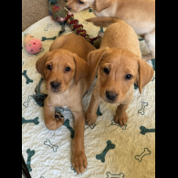 Labrador Retriever - Both
