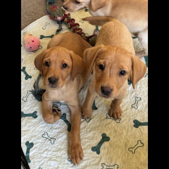 Labrador Retriever - Both