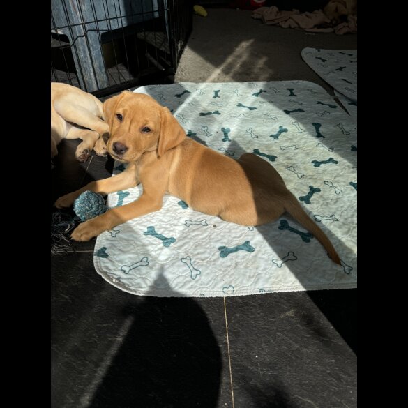 Labrador Retriever - Both