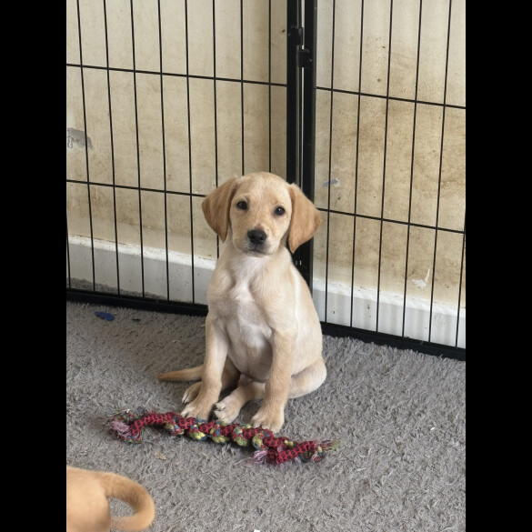 Labrador Retriever - Both