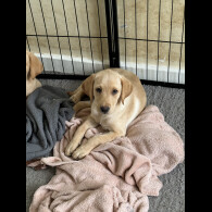 Labrador Retriever - Both