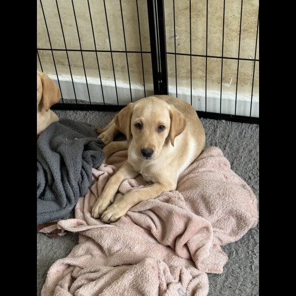 Labrador Retriever - Both