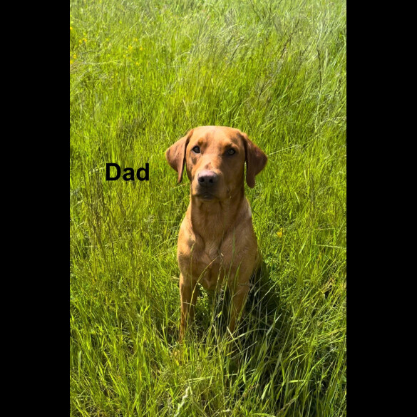Labrador Retriever - Both