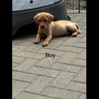 Labrador Retriever - Both