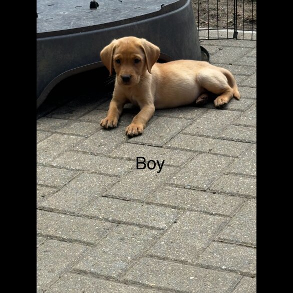 Labrador Retriever - Both