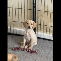 Labrador Retriever - Both