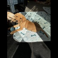 Labrador Retriever - Both