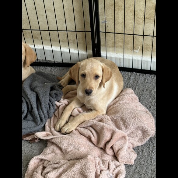 Labrador Retriever - Both
