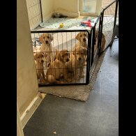 Labrador Retriever - Both