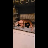 Labrador Retriever - Both