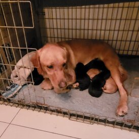 Labrador Retriever - Both