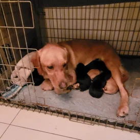 Labrador Retriever - Both