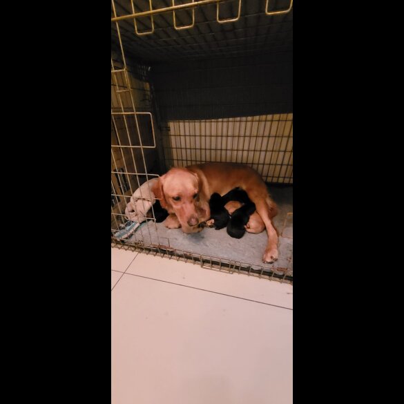 Labrador Retriever - Both